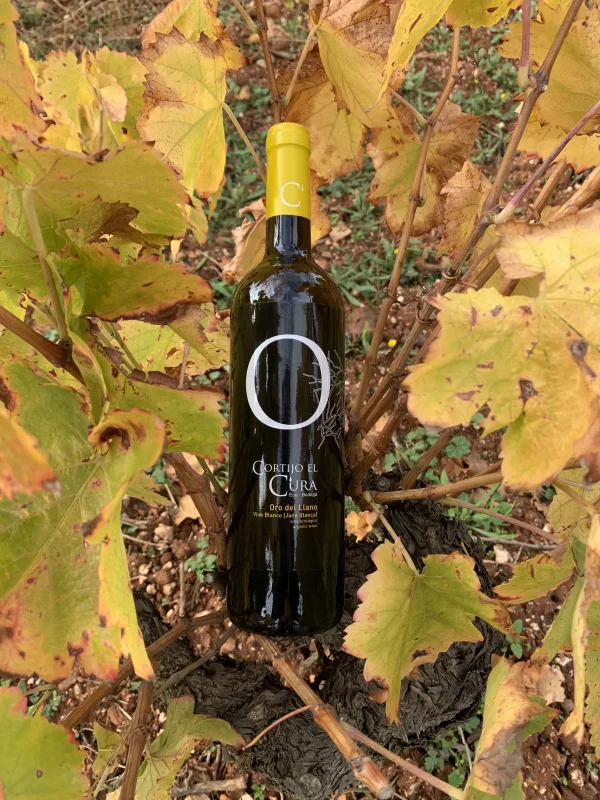 Botella de vino blanco Oro del Llano joven entre los pámpanos de una cepa de viña